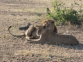 Serengeti-85
