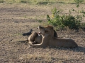 Serengeti-87