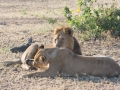 Serengeti-92