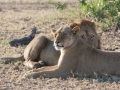 Serengeti-98