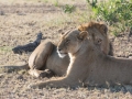 Serengeti-99