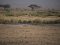 Amboseli-343