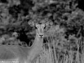 South-Luangwa-1-6