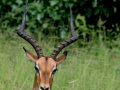 South-Luangwa-3-1-59