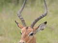 South-Luangwa-4-1-18