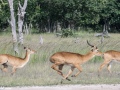 South-Luangwa-5-1-38