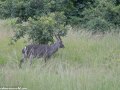 South-Luangwa-5-2-2