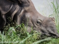 Chitwan NP (30)