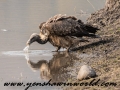 animals of bandhav (15 of 38)