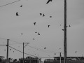 DSC_1741