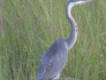 South-Luangwa-3-2-15