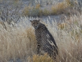 Cheetah-110