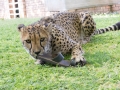 Cheetah-12