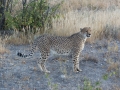 Cheetah-121
