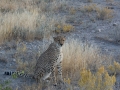 Cheetah-122