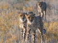 Cheetah-125
