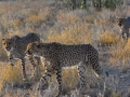 Cheetah-126