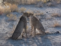 Cheetah-136