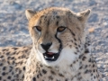 Cheetah-144