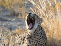 Cheetah-147