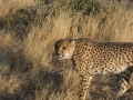 Cheetah-151