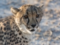 Cheetah-152