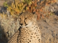 Cheetah-153