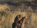 Cheetah-159