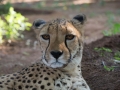 Cheetah-31