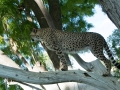 Cheetah-42