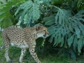 Cheetah-43