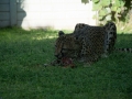 Cheetah-49