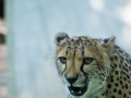Cheetah-73