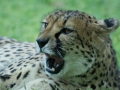 Cheetah-78