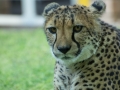 Cheetah-89