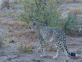 Cheetah-92