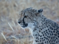 Cheetah-96