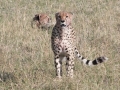 cheetah-103