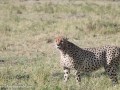 cheetah-106
