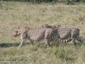 cheetah-107