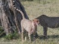 cheetah-108