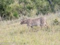 cheetah-11