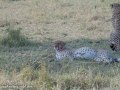 cheetah-112