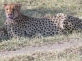 cheetah-113