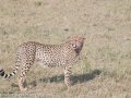 cheetah-116