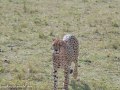 cheetah-117