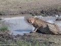 cheetah-132