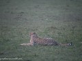 cheetah-136