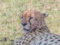 cheetah-15