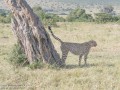 cheetah-16